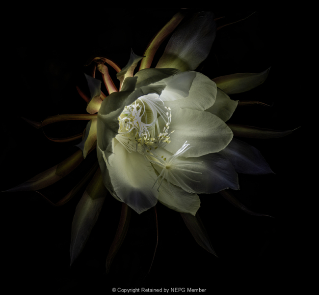 Projected-Colour-Queen-of-the-Night-Lynda-Dilena-Gold