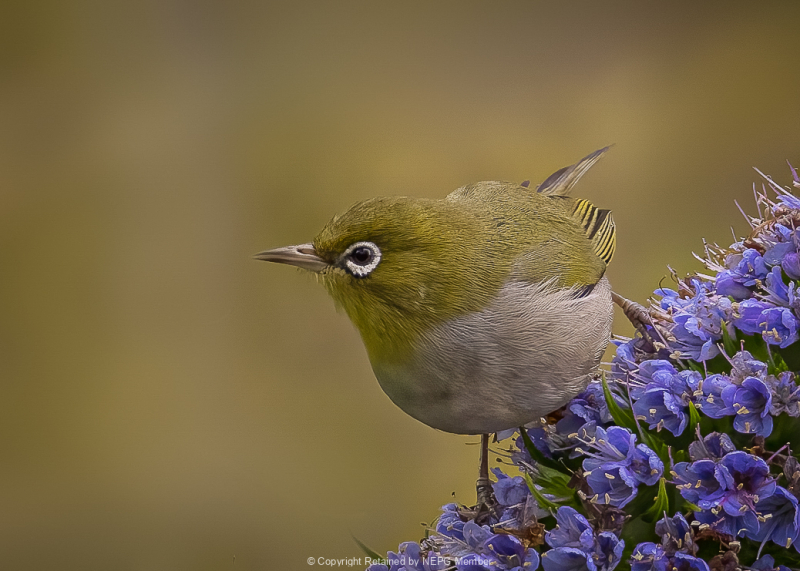 Projected-Colour-Silvereye-Ron-Jackson-Bronze