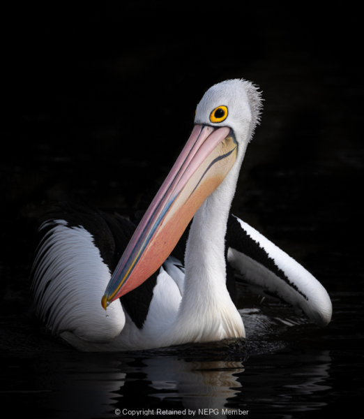 Projected-Colour-The-Pelican-Pose-Jacki-Hollick-Gold