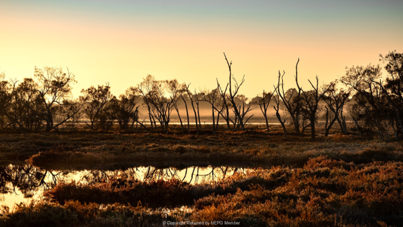 Projected-Colour-The-wetlands-Anne-Mead-Silver