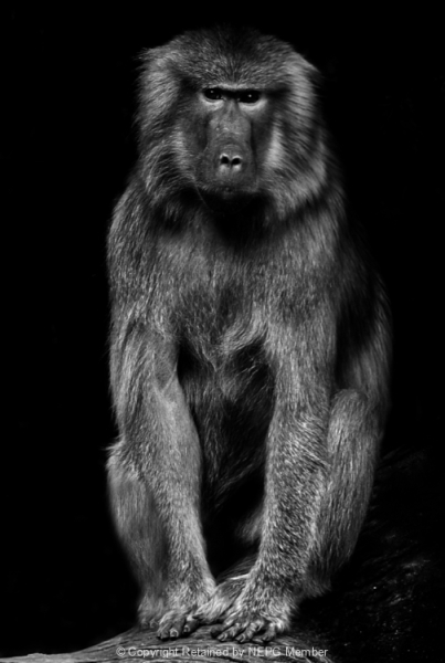 Projected-Mono-Baboon-fred-armstrong-Silver