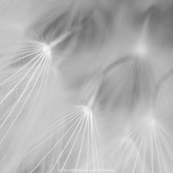 Projected-Mono-Dandelion-Richard-Eaton-Silver