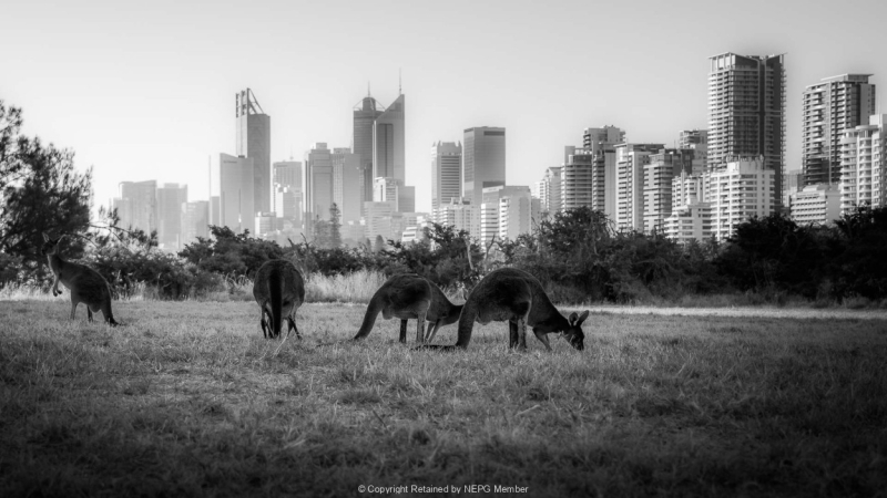 Projected-Mono-Nature-meets-Urban-Craig-Andrew-Bronze
