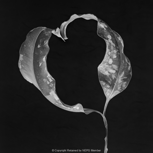 Projected-Mono-Yin-and-Yang-Mary-Jo-Gomez-Jackson-Silver