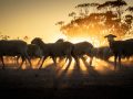Print-Colour-Sunrise-Walk-Tania-Daniels-Bronze-scaled Print-Colour-Sunrise-Walk-Tania-Daniels-Bronze-scaled