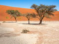 Print-Colour-Three-Trees-in-the-Desert-Barbara-Barnett-Silver Print-Colour-Three-Trees-in-the-Desert-Barbara-Barnett-Silver