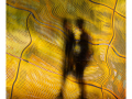 Projected-Colour-A-students-dream-margrit-wendt-Silver Projected-Colour-A-students-dream-margrit-wendt-Silver