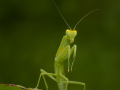 Projected-Colour-Green-Predator-Helen-Rowbottam-Gold Projected-Colour-Green-Predator-Helen-Rowbottam-Gold