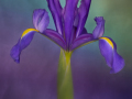 Projected-Colour-Iris-Hollandica-Mary-Jo-Gomez-Jackson-Bronze Projected-Colour-Iris-Hollandica-Mary-Jo-Gomez-Jackson-Bronze