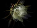 Projected-Colour-Queen-of-the-Night-Lynda-Dilena-Gold Projected-Colour-Queen-of-the-Night-Lynda-Dilena-Gold