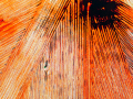 Projected-Colour-Scarred-Earth-Kay-Cypher-Silver Projected-Colour-Scarred-Earth-Kay-Cypher-Silver