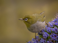 Projected-Colour-Silvereye-Ron-Jackson-Bronze Projected-Colour-Silvereye-Ron-Jackson-Bronze