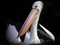Projected-Colour-The-Pelican-Pose-Jacki-Hollick-Gold Projected-Colour-The-Pelican-Pose-Jacki-Hollick-Gold