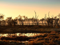 Projected-Colour-The-wetlands-Anne-Mead-Silver Projected-Colour-The-wetlands-Anne-Mead-Silver