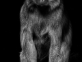 Projected-Mono-Baboon-fred-armstrong-Silver Projected-Mono-Baboon-fred-armstrong-Silver