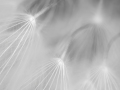 Projected-Mono-Dandelion-Richard-Eaton-Silver Projected-Mono-Dandelion-Richard-Eaton-Silver