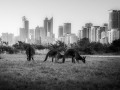Projected-Mono-Nature-meets-Urban-Craig-Andrew-Bronze Projected-Mono-Nature-meets-Urban-Craig-Andrew-Bronze