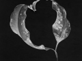 Projected-Mono-Yin-and-Yang-Mary-Jo-Gomez-Jackson-Silver Projected-Mono-Yin-and-Yang-Mary-Jo-Gomez-Jackson-Silver