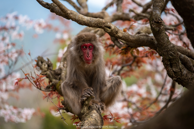 Print-Colour-Gordon-Mcdade-The-Pondering-Primate-Bronze