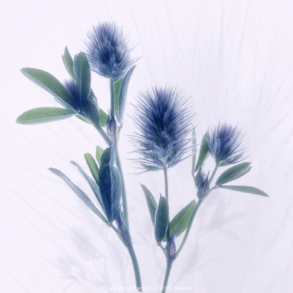Print-Colour-Jean-Wilson-Bunny-Tail-Gold