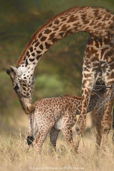 Print-Colour-Nadine-Henley-Giraffe-Baby-Bronze-scaled