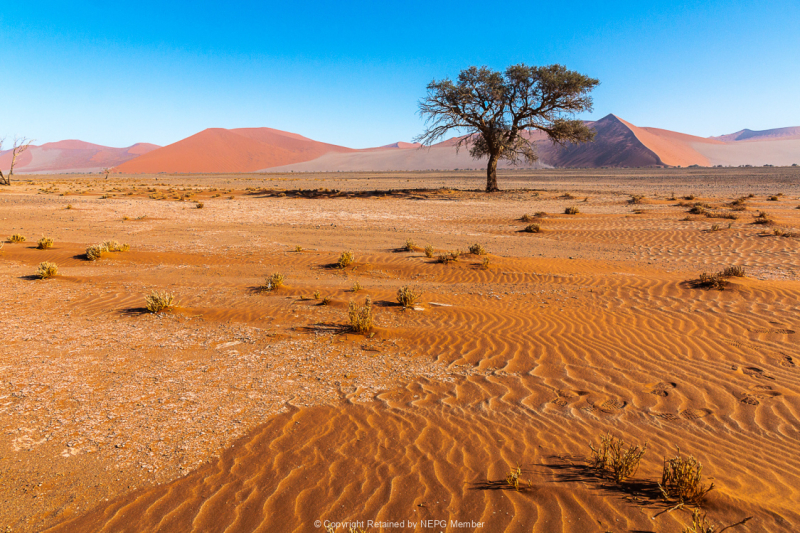 Print-Subject-Barbara-Barnett-Nabian-Desert-Bronze