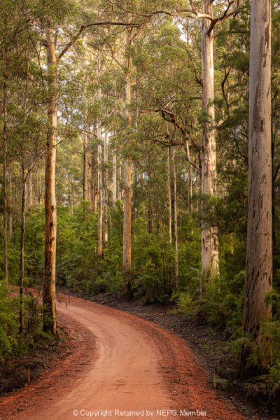 Print-Subject-Helen-Rowbottam-Winding-Red-Road-Bronze