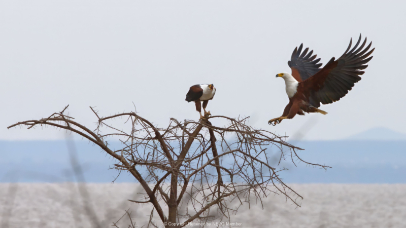 Projected-Colour-Achilles-Limbouris-Eagles-Of-Lake-Manyara-Bronze.jpg