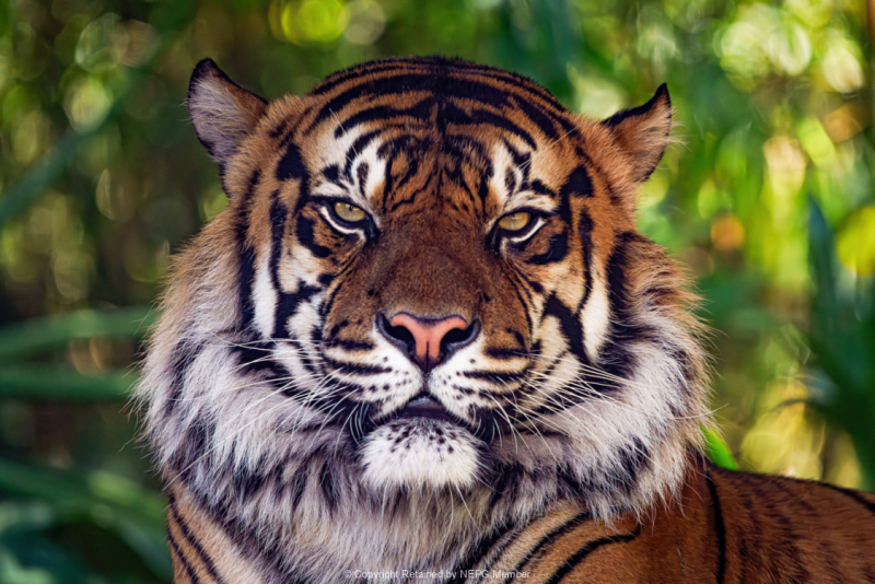 Projected-Colour-Andre-Bellaire-Tiger-Portrait-Silver