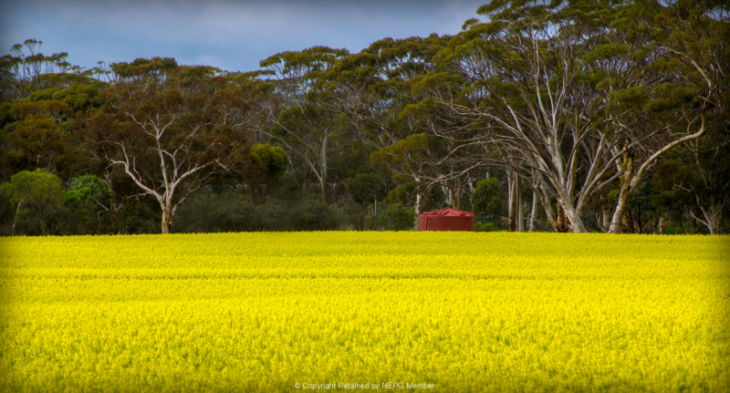 Projected-Colour-Len-Stewart-Canola-And-Red-Shed-Bronze