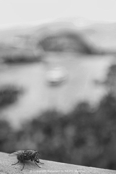 Projected-Mono-Eva-Bellaire-Sydney-Fly-Bronze