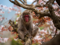 Print-Colour-Gordon-Mcdade-The-Pondering-Primate-Bronze