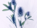 Print-Colour-Jean-Wilson-Bunny-Tail-Gold