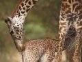 Print-Colour-Nadine-Henley-Giraffe-Baby-Bronze-scaled