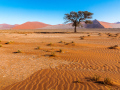 Print-Subject-Barbara-Barnett-Nabian-Desert-Bronze