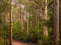 Print-Subject-Helen-Rowbottam-Winding-Red-Road-Bronze