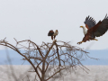 Projected-Colour-Achilles-Limbouris-Eagles-Of-Lake-Manyara-Bronze.jpg