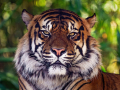 Projected-Colour-Andre-Bellaire-Tiger-Portrait-Silver
