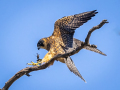 Projected-Colour-Barbara-Barnett-Hobby-Landing-With-Lunch-Bronze