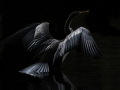 Projected-Colour-Jacki-Hollick-Feather-Display-Gold