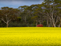 Projected-Colour-Len-Stewart-Canola-And-Red-Shed-Bronze