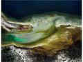 Projected-Subject-Lynda-Dilena-Down-South-Seascape-Silver