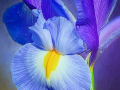 Print-Colour-Gold-Jean-Wilson-Iris