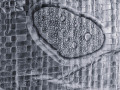 Print-Mono-Silver-Jean-Wilson-Baubles-on-a-Tarpaulinjpg-1