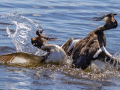 Projected-Colour-Bronze-Barbara-Barnett-Crested-Grebes-Fighting