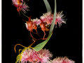 Projected-Colour-Gold-Lynda-Dilena-Pink-Gumnut-Flower