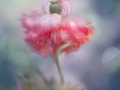 Projected-Colour-Silver-Maryjo-Gomez-Jackson-The-Blooming-Spirit