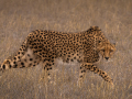Projected-Colour-Silver-Ron-Jackson-Stealth-In-The-Savannah