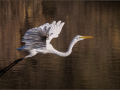 Projected-Colour-Silver-Tania-Daniels-Feathers-Of-Freedom