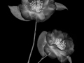 Projected-Mono-Gold-Maryjo-Gomez-Jackson-Ephemeral-Bond